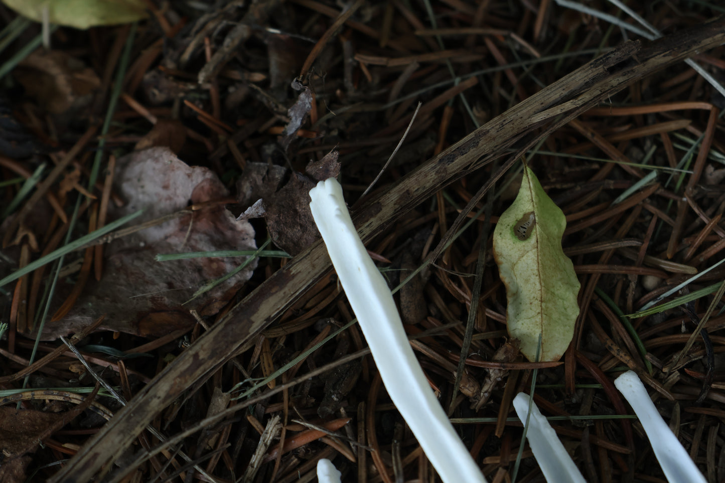 Reserved for Amber - Red Fox and Coyote Baculum