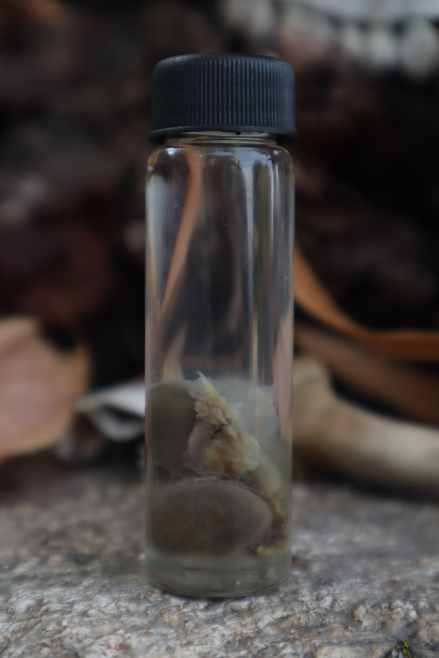 Kitten Kidneys Wet Specimen