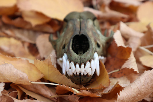 Reserved for Devyn - Ancient Grove Coyote Skull