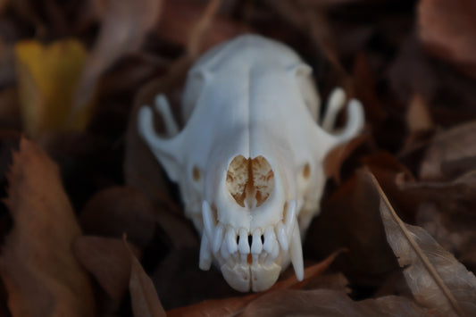 Red Fox Skull