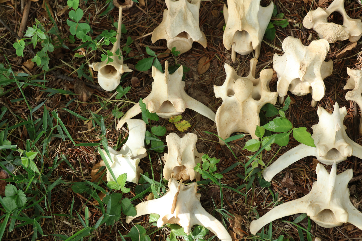 27 Whitetail Deer Vertebrae Lot
