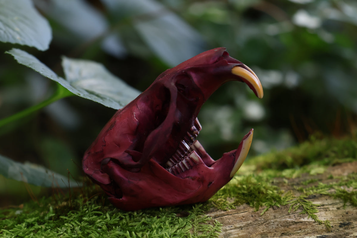 Naturally Stained Muskrat Skull