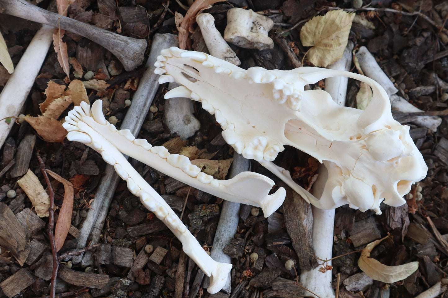 Reserved for Amberley - Coyote Skull