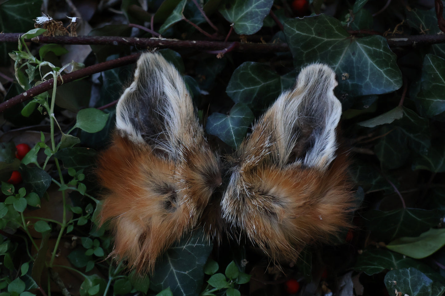 Reserved for Amber - Dry Preserved Red Fox Ears