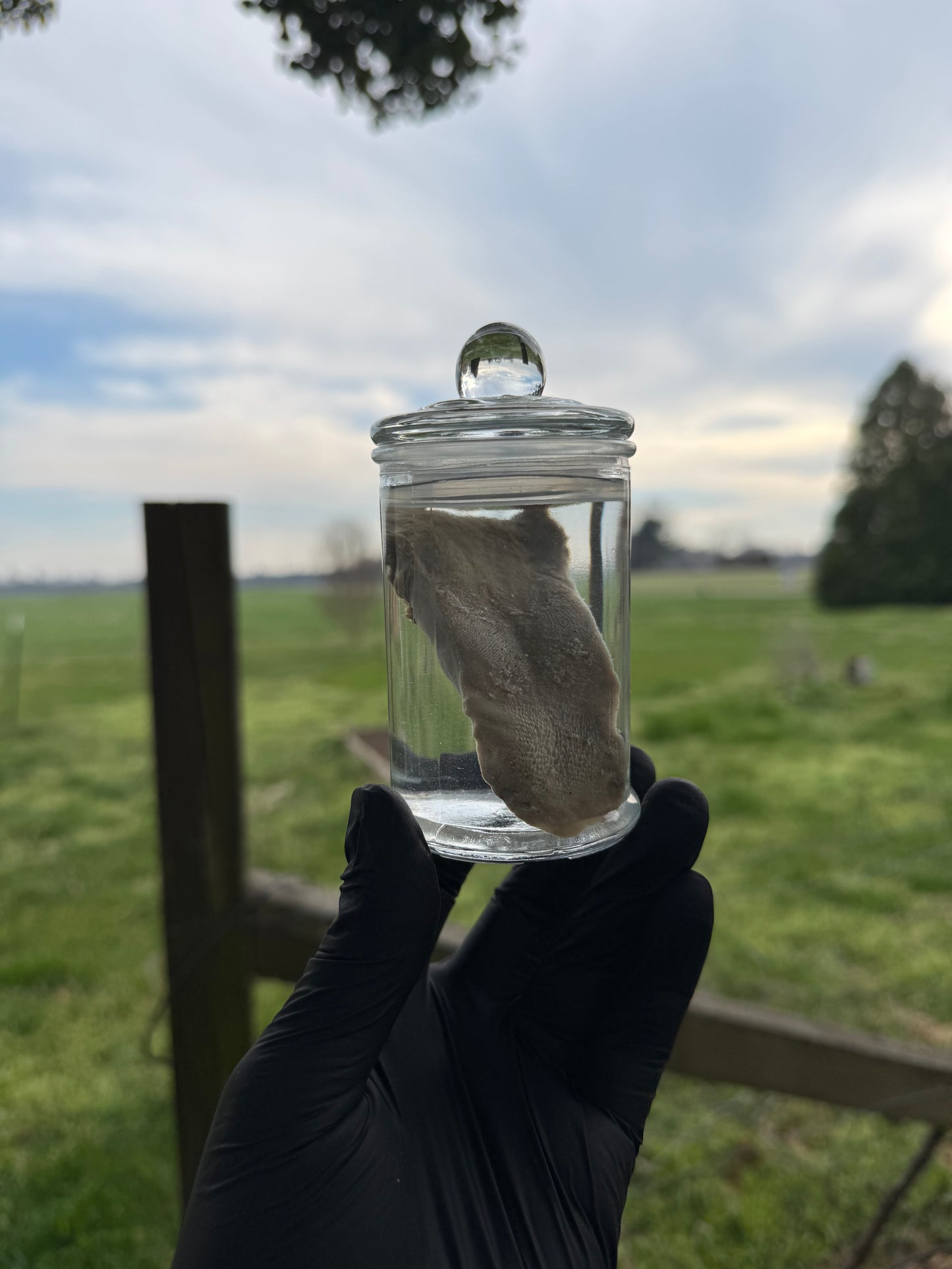 Reserved for Ama - Cottontail Rabbit Skull and Bobcat Tongue
