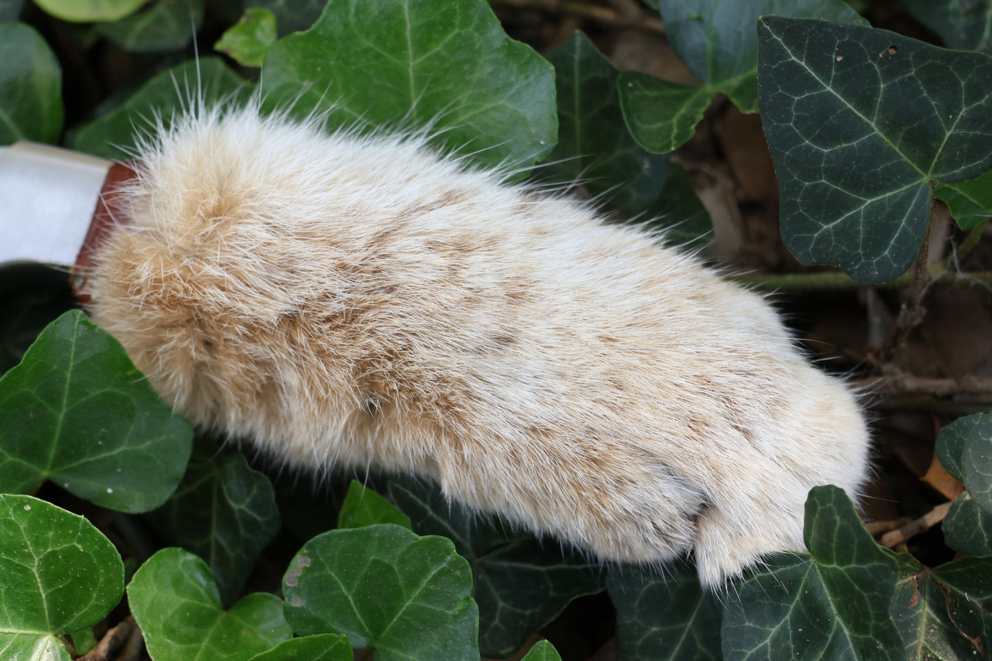 Bobcat Paw Knife