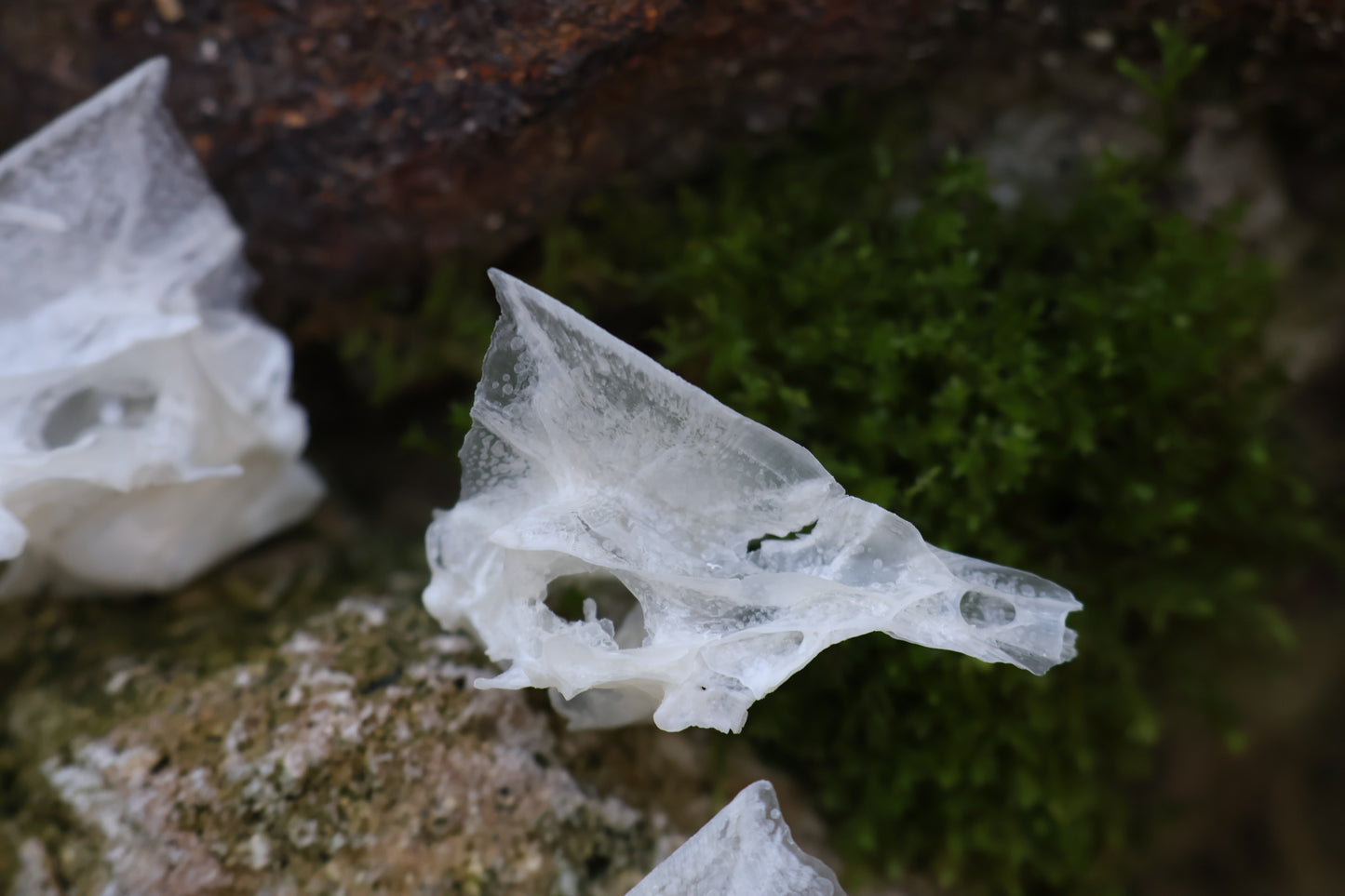 Reserved for Karen - Bream Fish Skull Lot