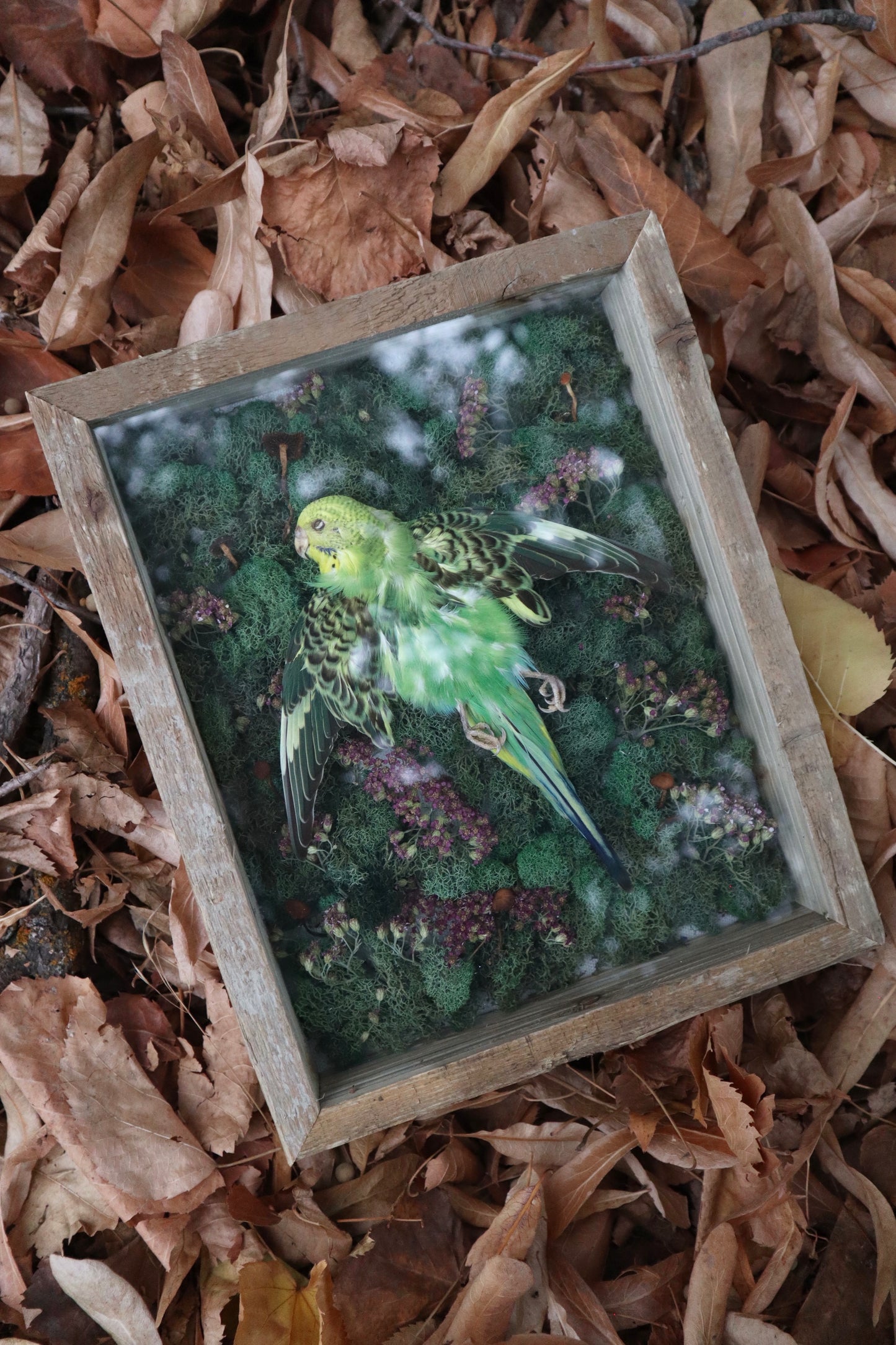 Reserved for Erin - Grove of the Ancients - Dry Preserved Parakeet