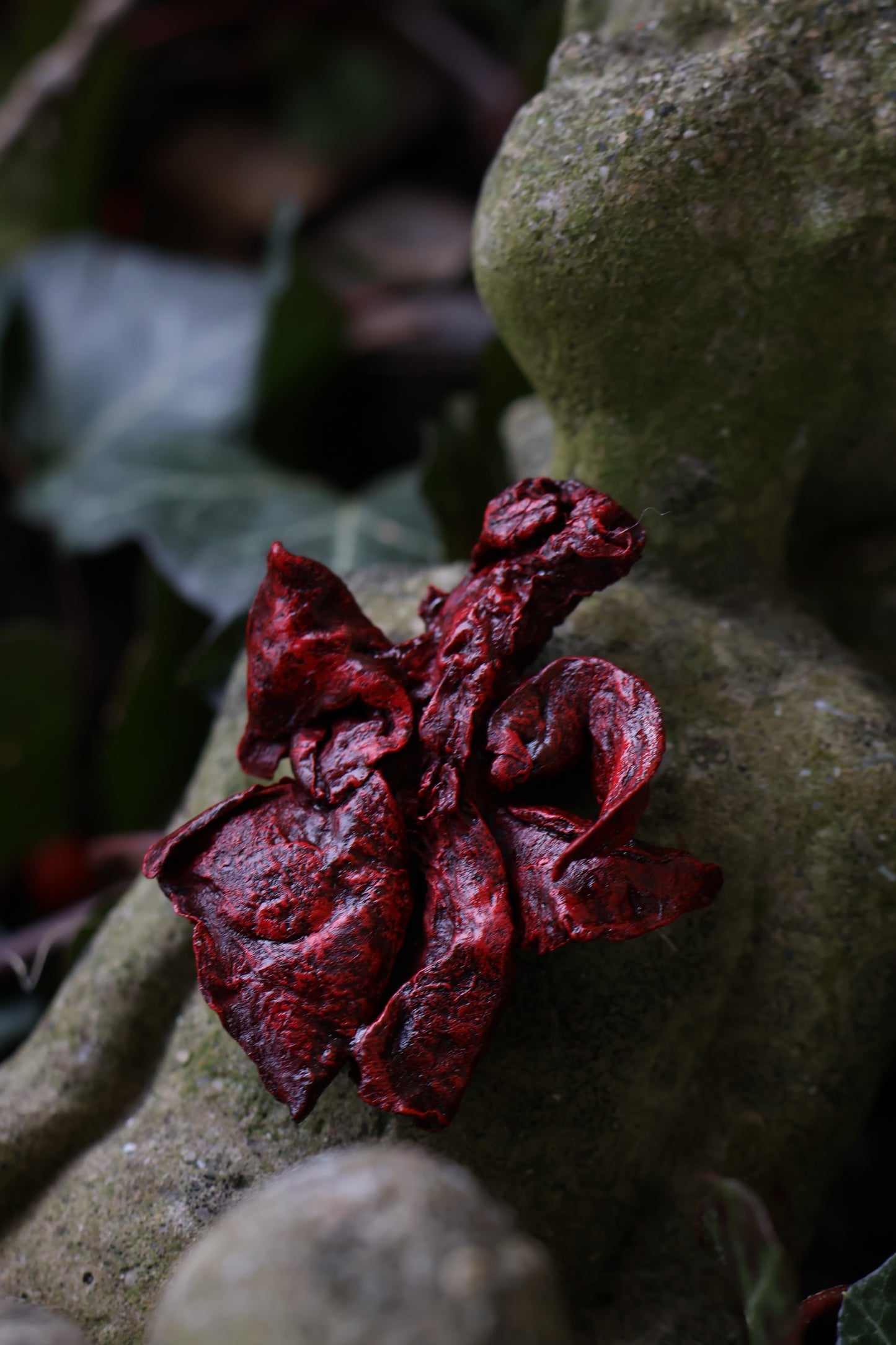 Dry Preserved Kitten Lungs