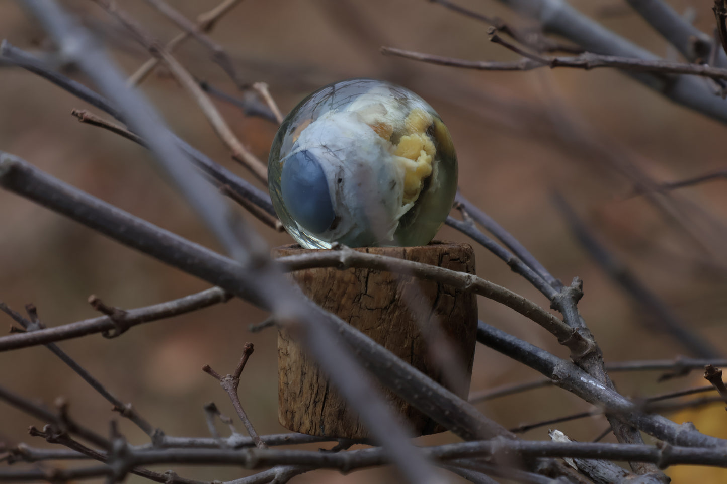 Bobcat Eyeball Crystal Ball