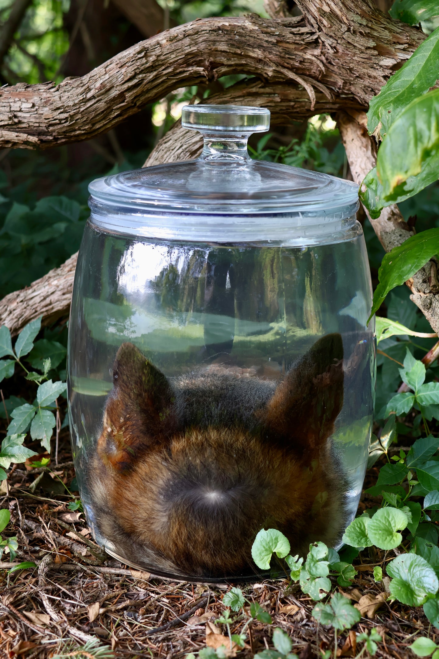 Coyote Head Wet Specimen