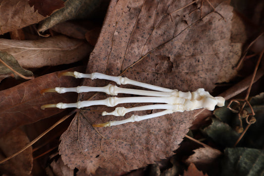 Pathological Pine Marten Paw Articulation