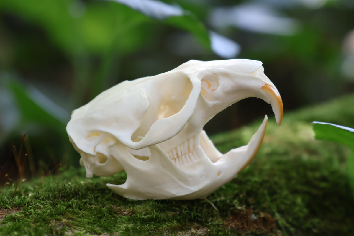 Muskrat Skull