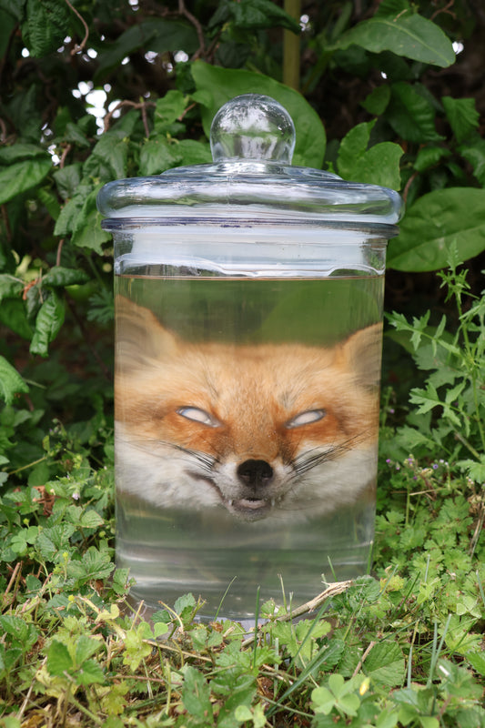 Red Fox Head Wet Specimen