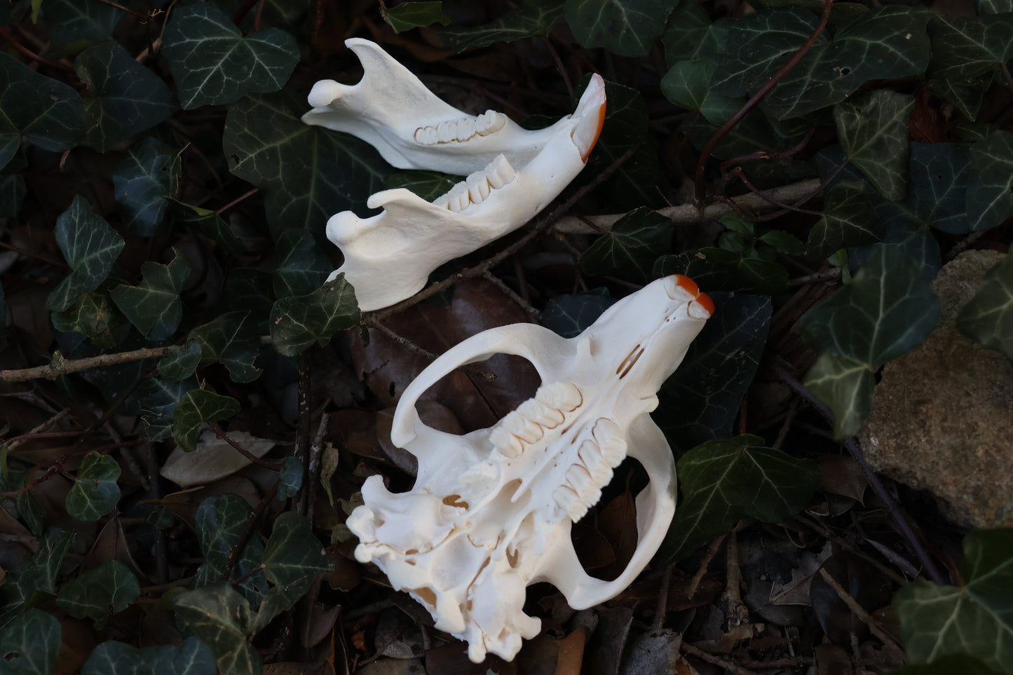Reserved for Jessie - Beaver Skull