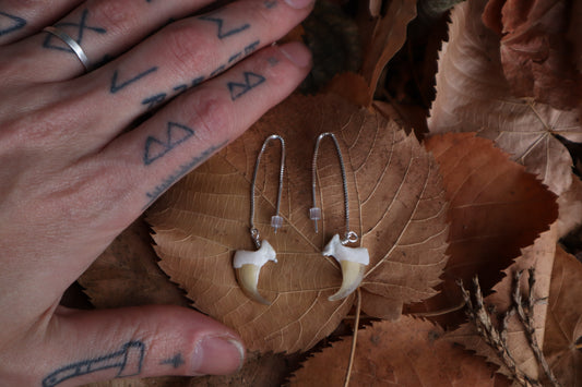 Bobcat Claw Earrings - .925 Silver
