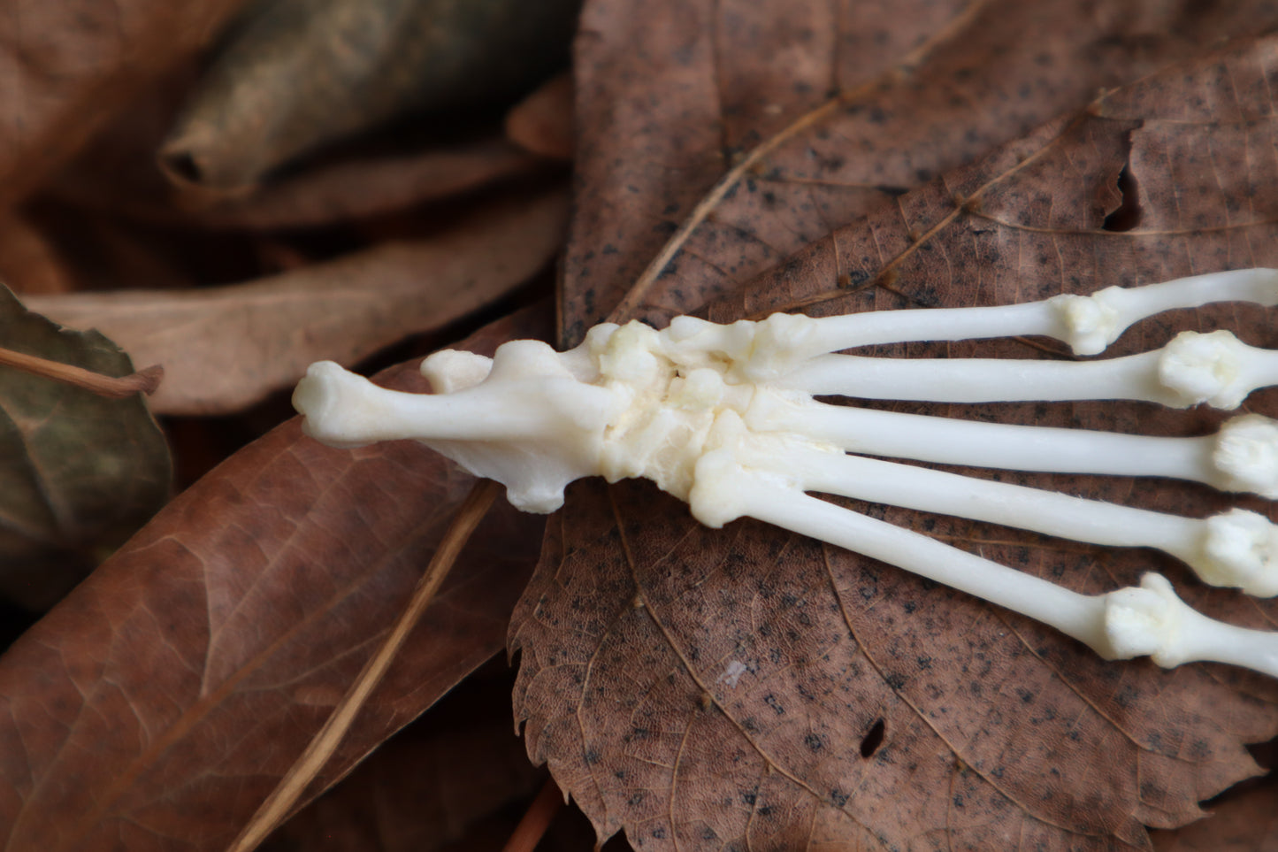 Reserved for Brooke - Pine Marten Paw Articulation