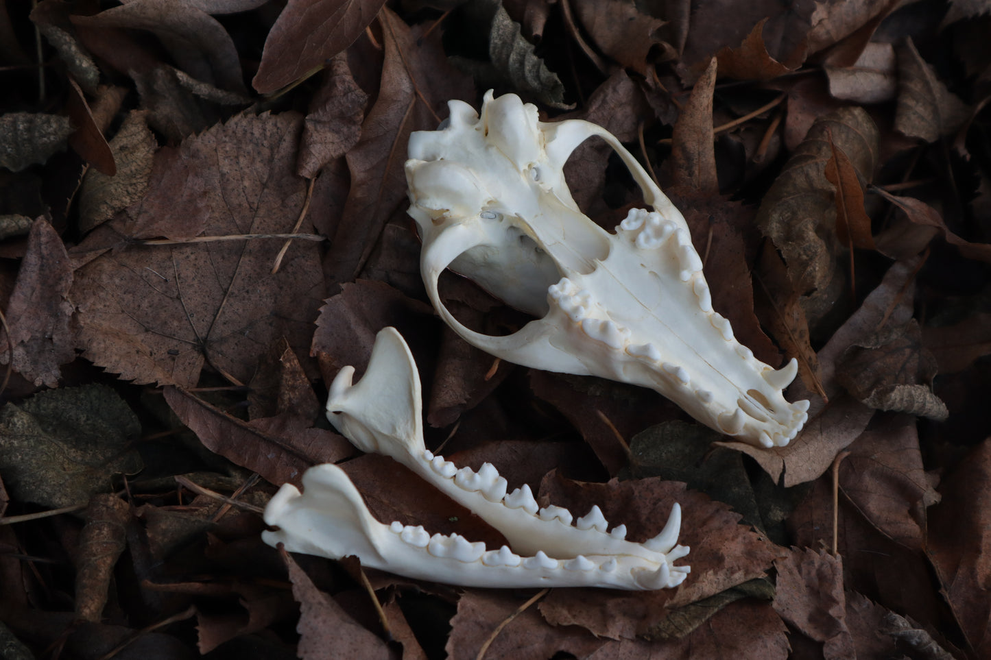 Copper Red Fox Skull Offering Bowl