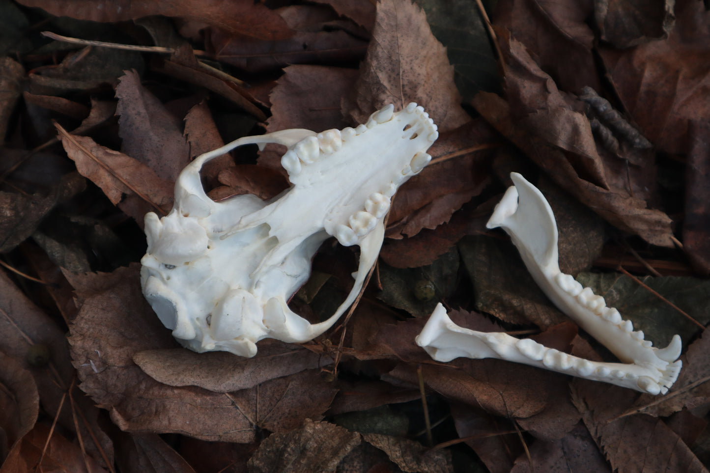 Copper Raccoon Skull Offering Bowl