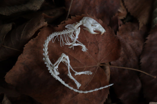 Rat Skeleton Articulation