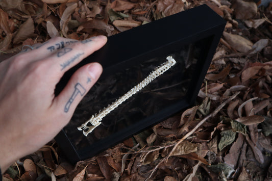 Kitten Spine Shadow Box