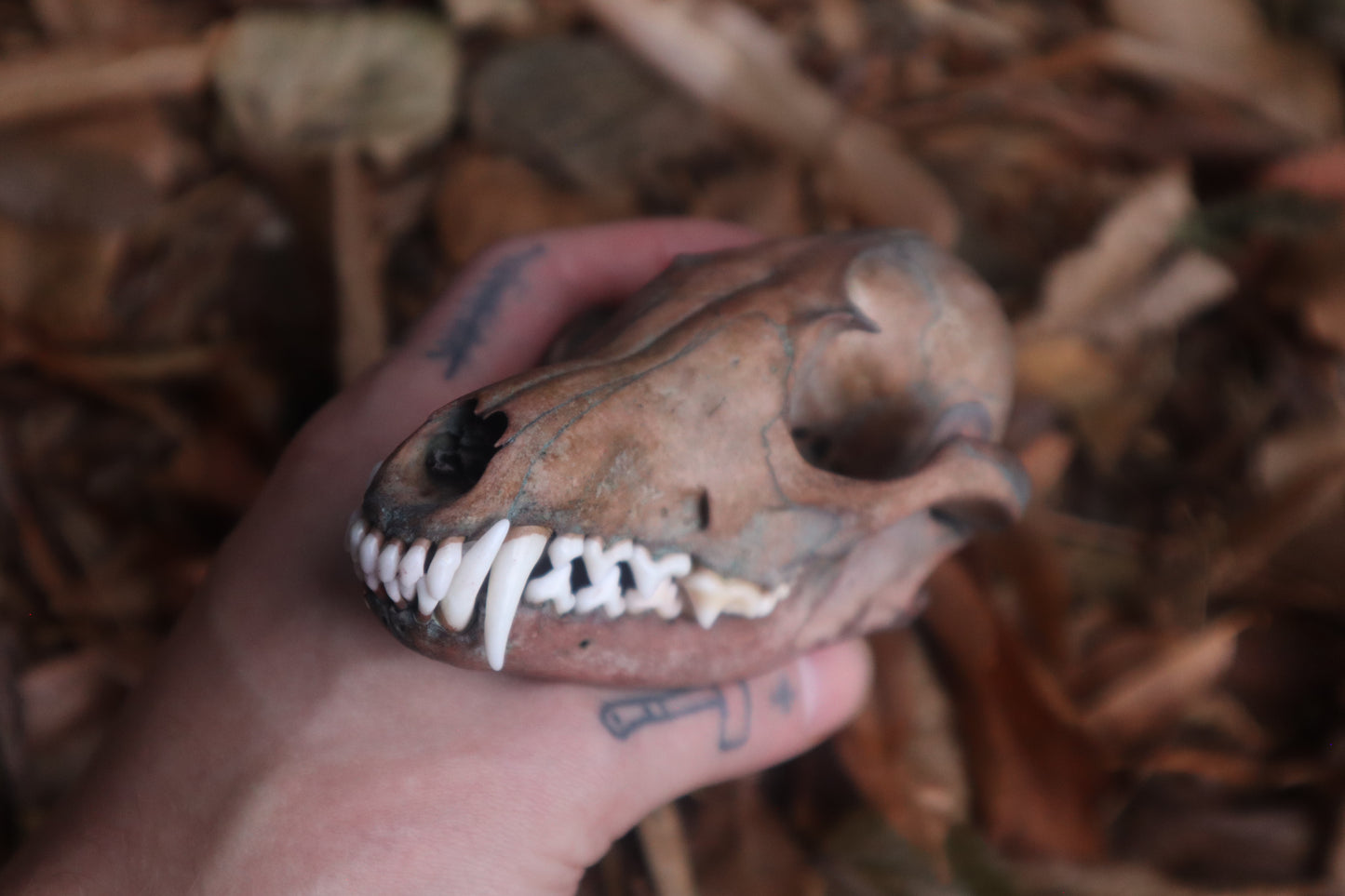 Celestial Red Fox Skull