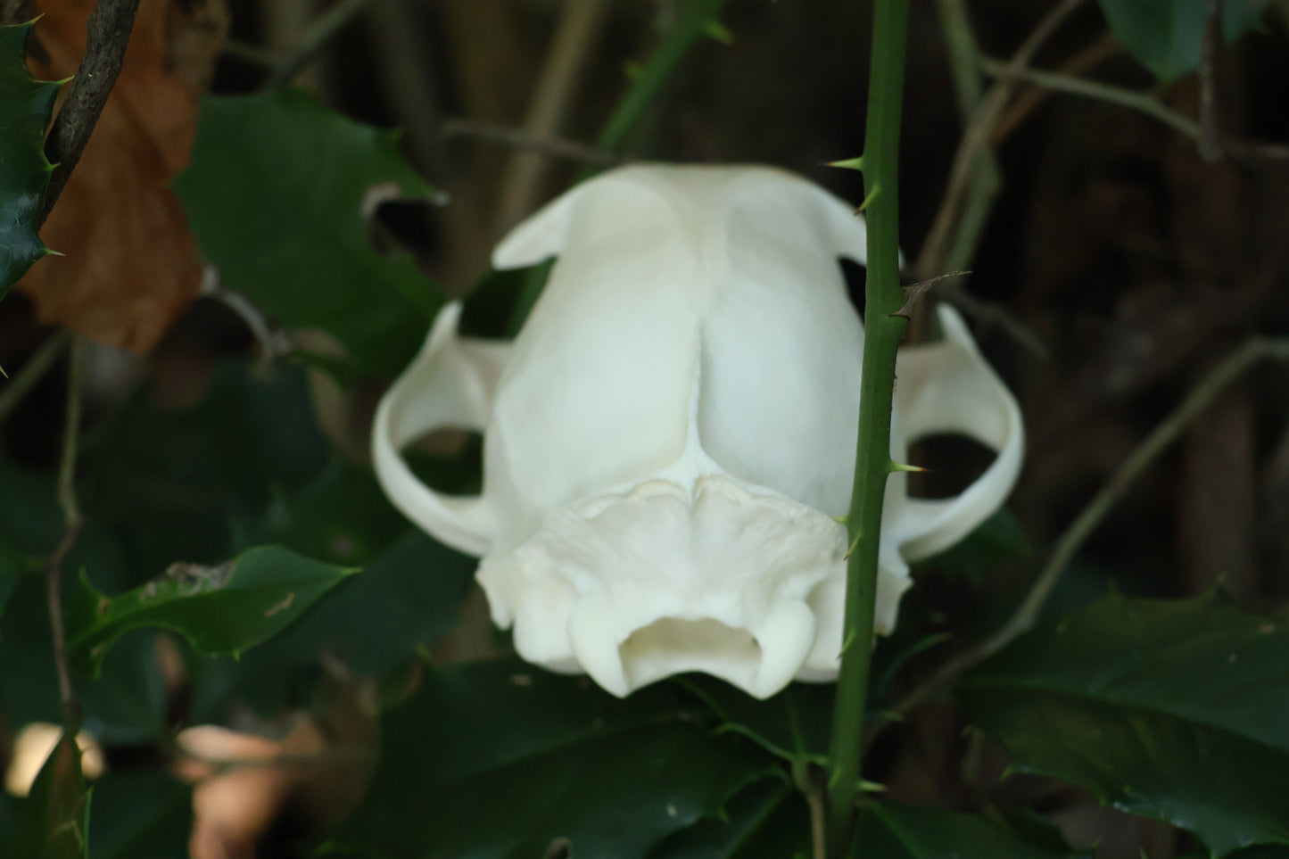 Half Bobcat Skull
