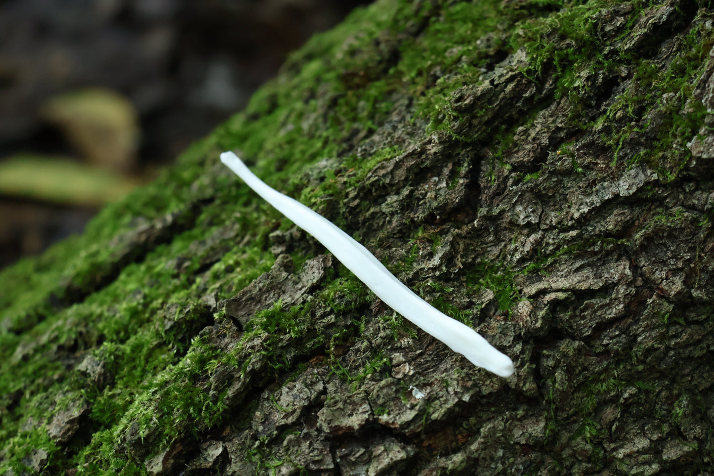Coyote Baculum
