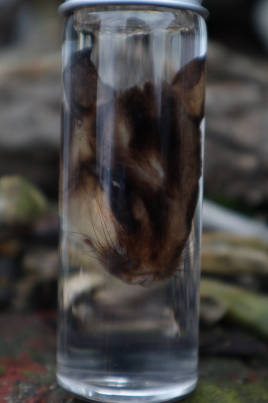 Wet Specimen Sugar Glider Face