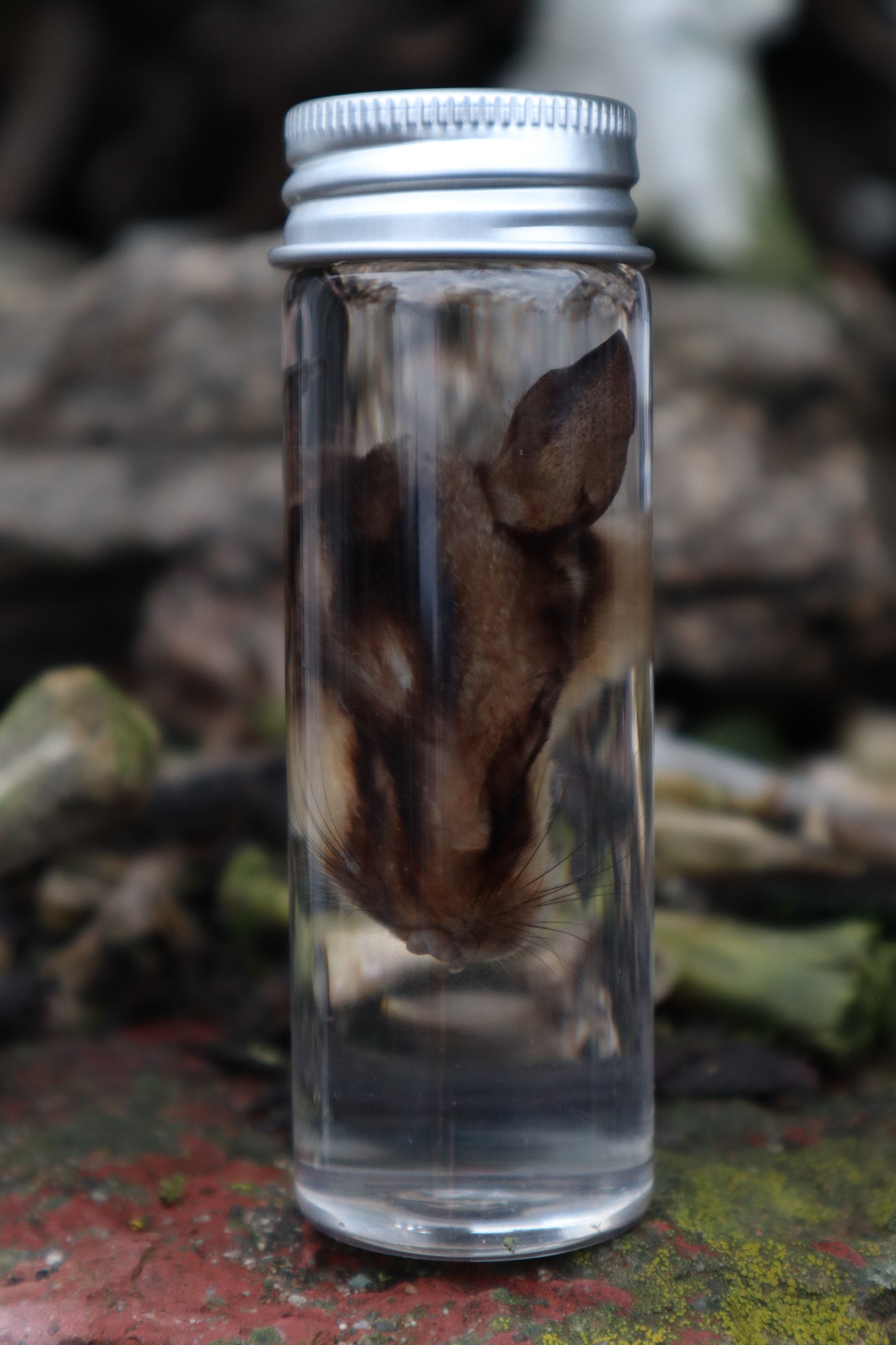 Wet Specimen Sugar Glider Face