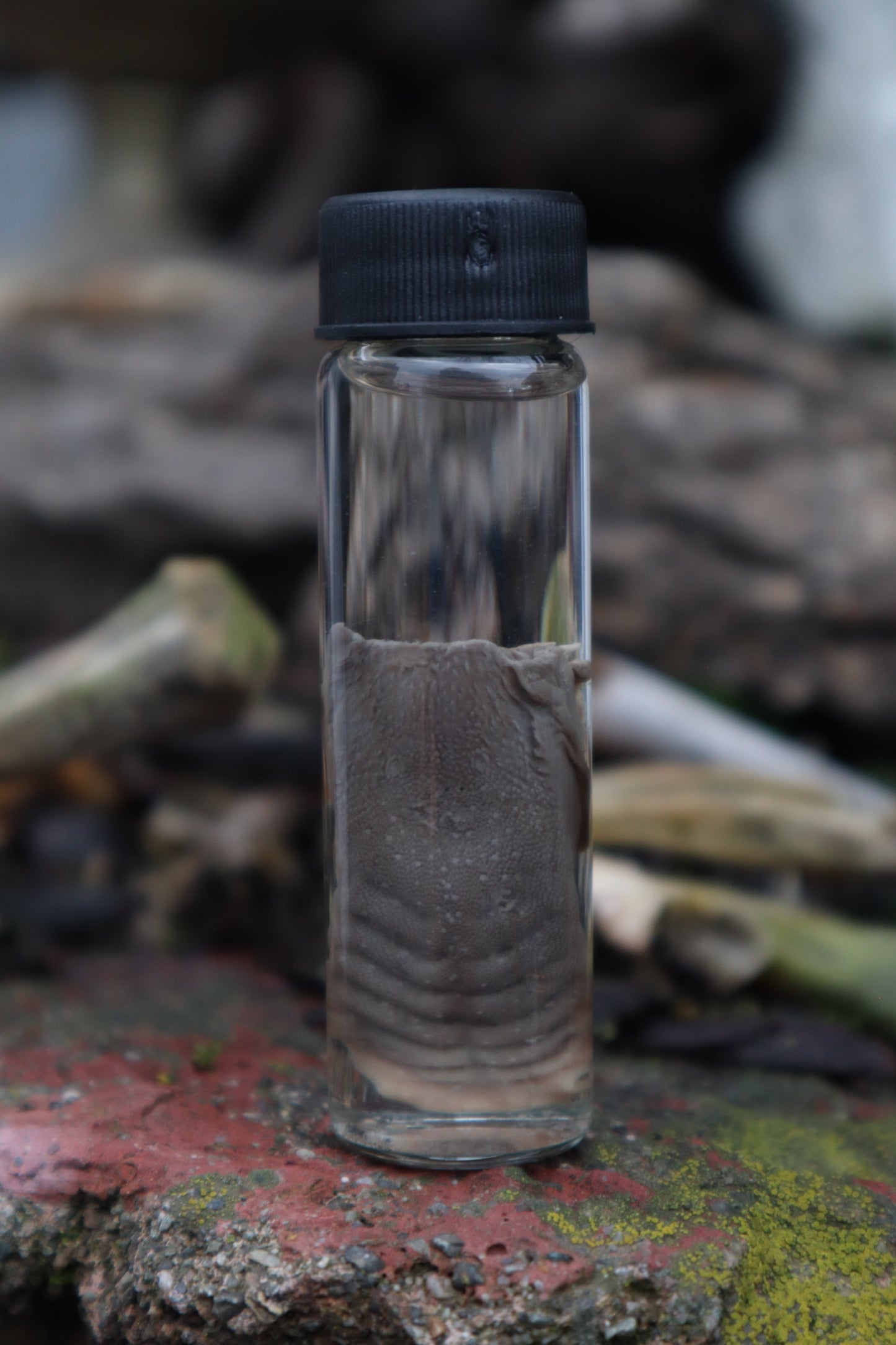 Wet Specimen Striped Skunk Tongue