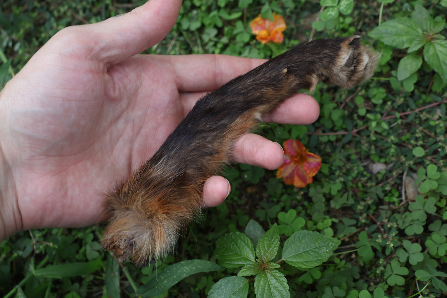 Dry Preserved Red Fox Arm
