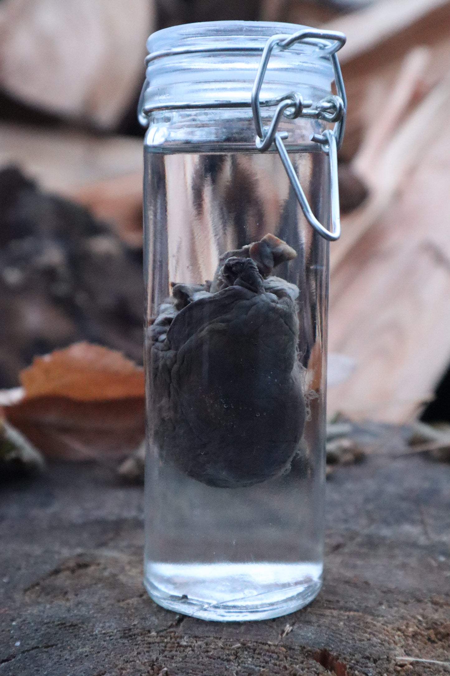Bobcat Heart Wet Specimen
