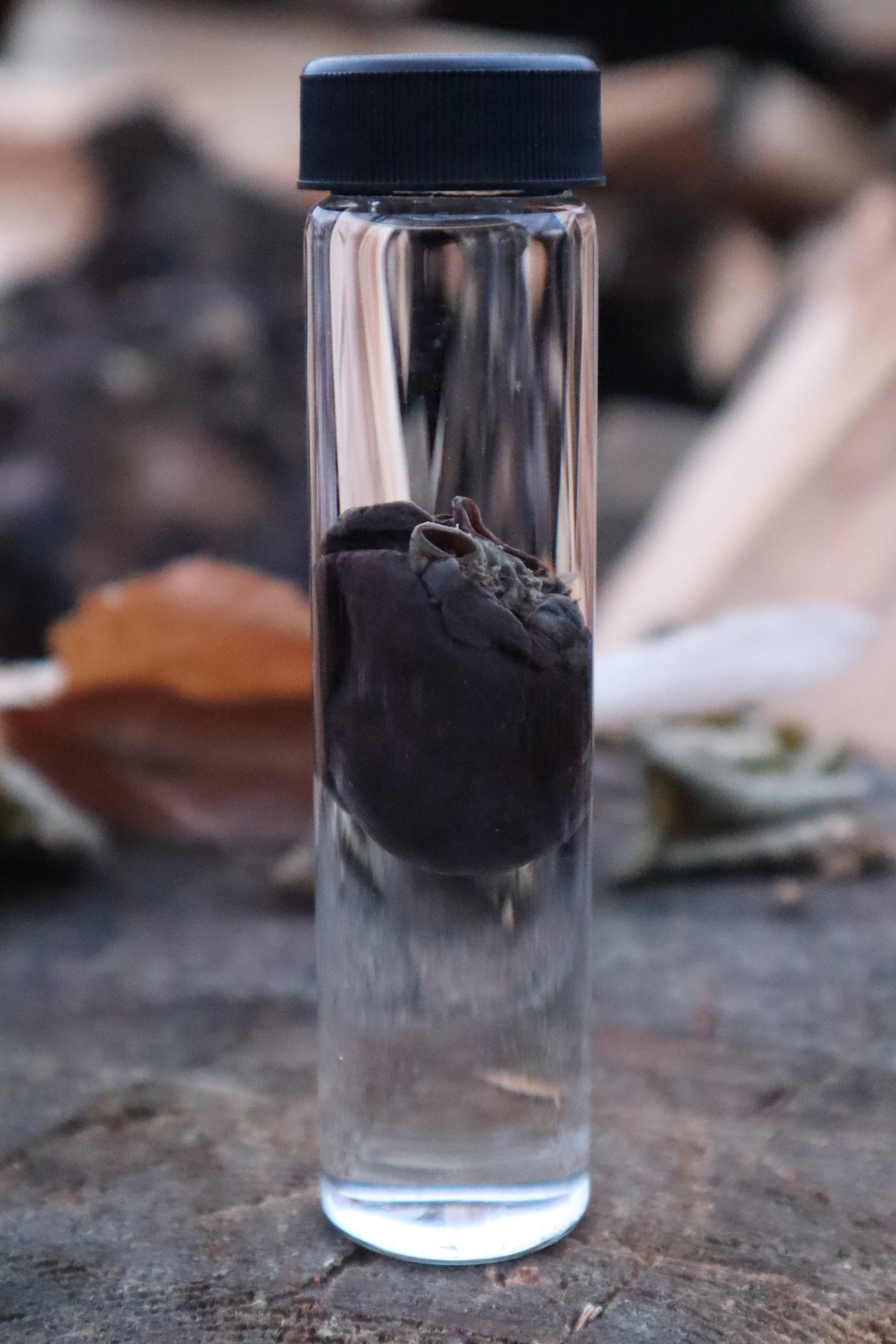 Mink Heart Wet Specimen