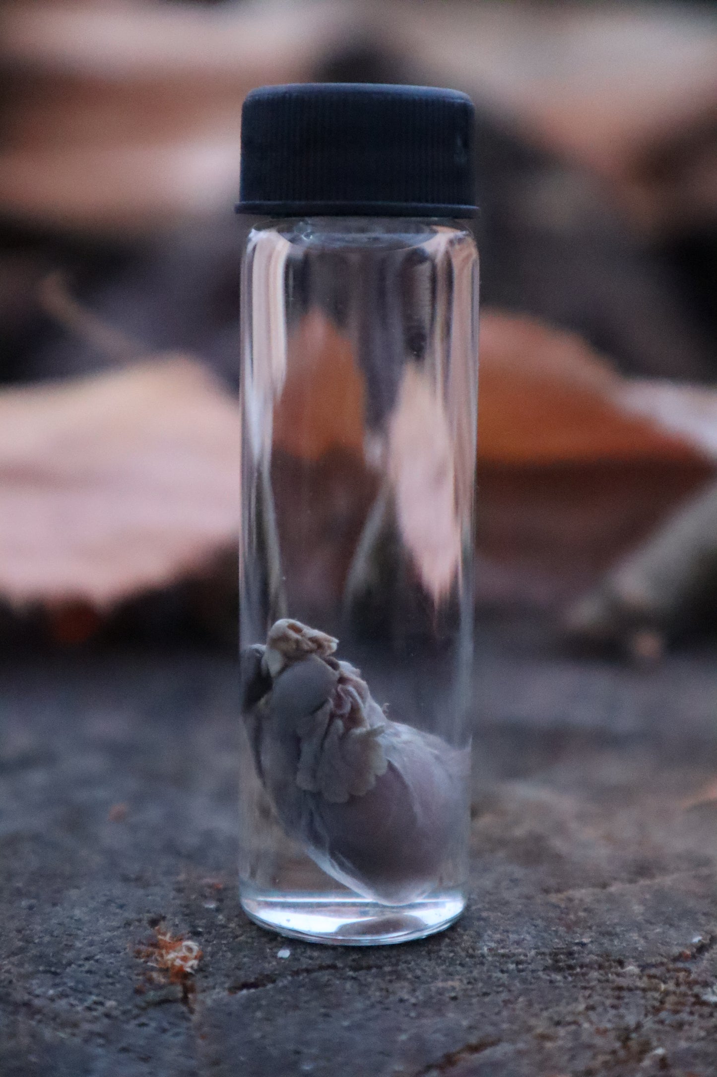 Kitten Heart Wet Specimen