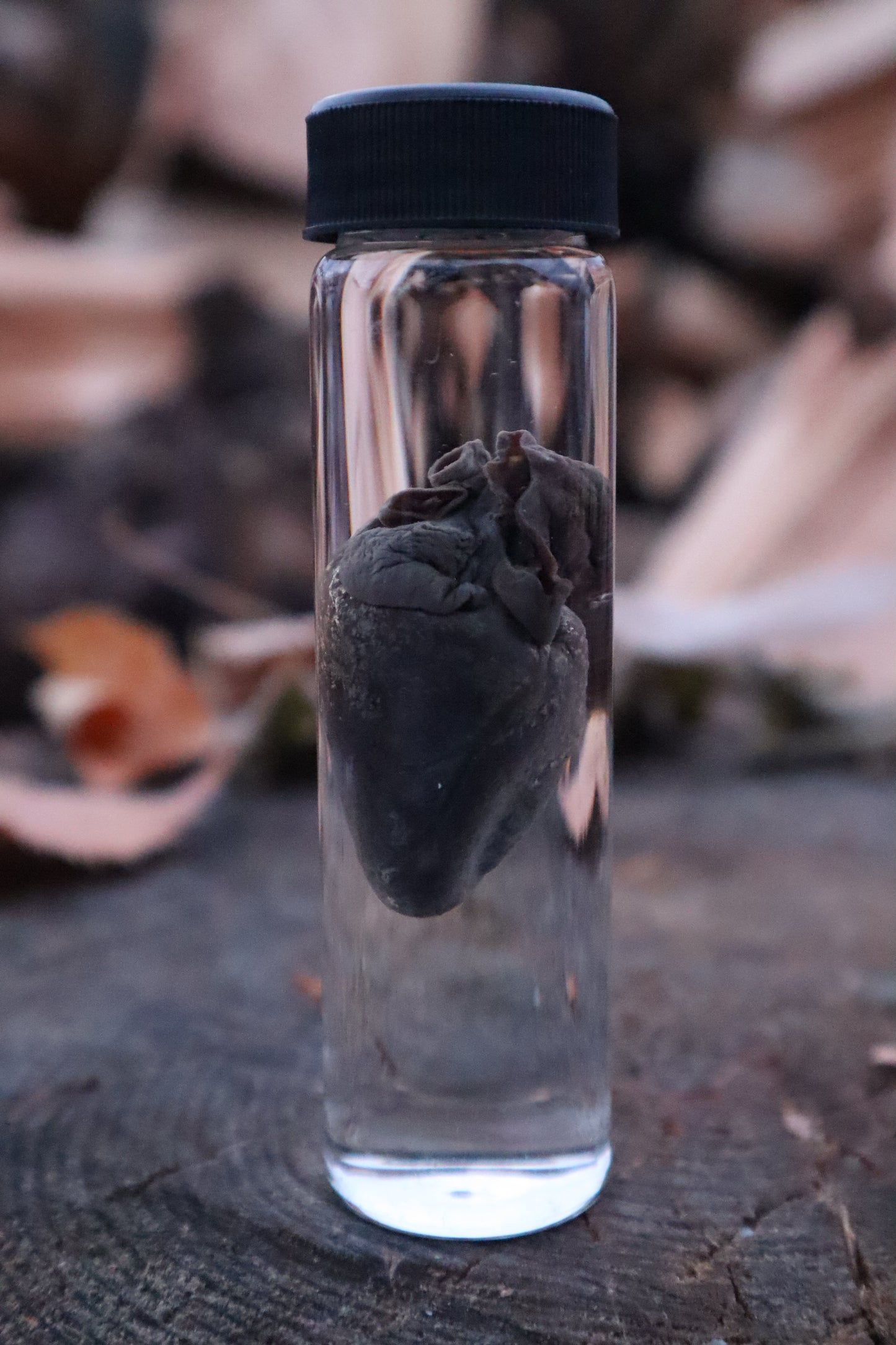 Raccoon Heart Wet Specimen