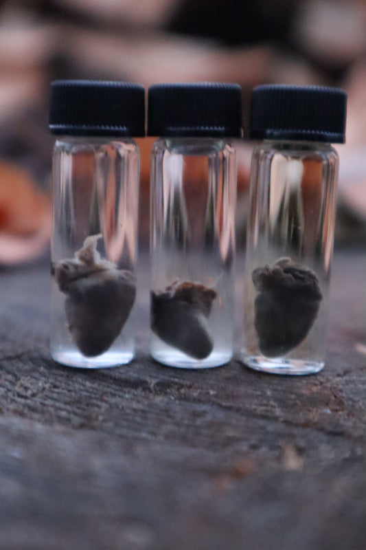 Parakeet Heart Wet Specimen