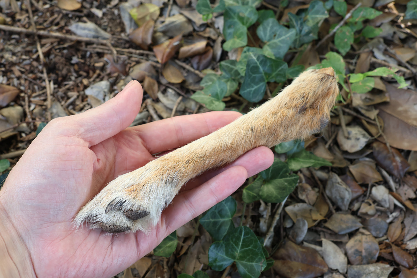 Dry Preserved Coyote Paw