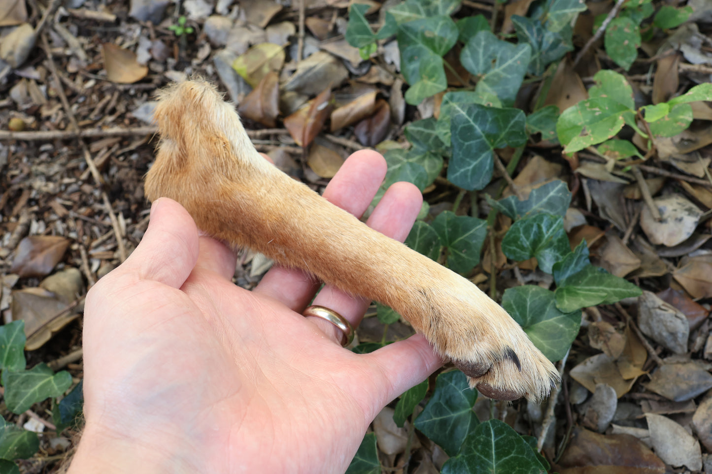 Dry Preserved Coyote Paw