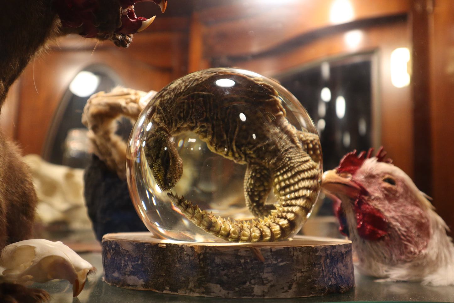 Birch Bound Uromastyx Crystal Ball