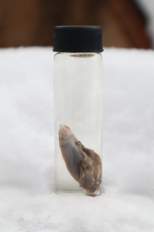 Kitten Tongue Wet Specimen
