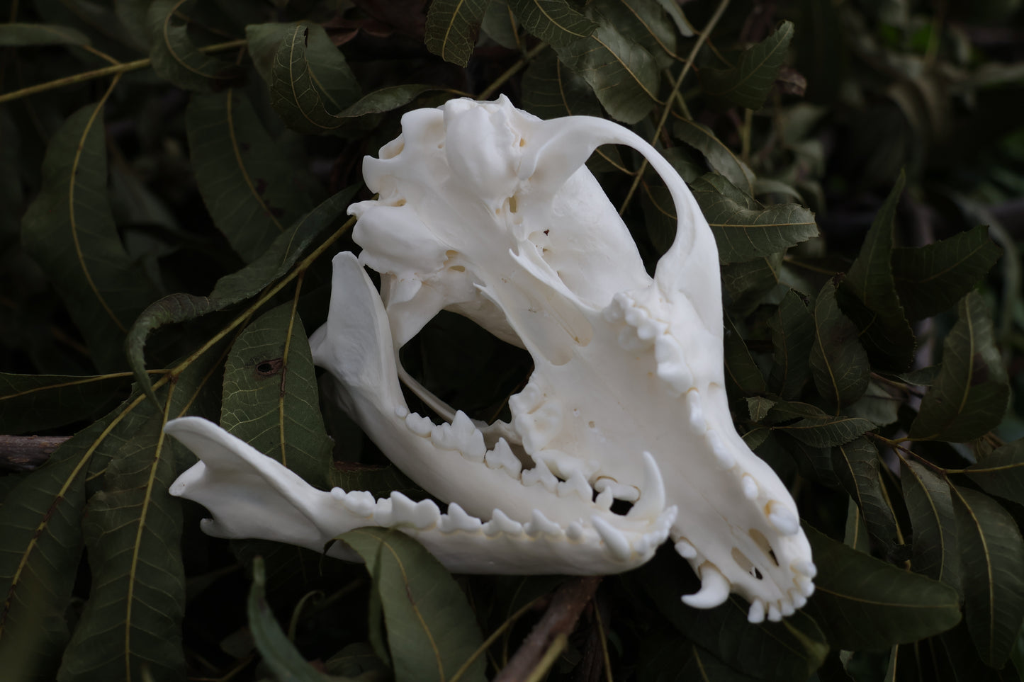 Red Fox Skull
