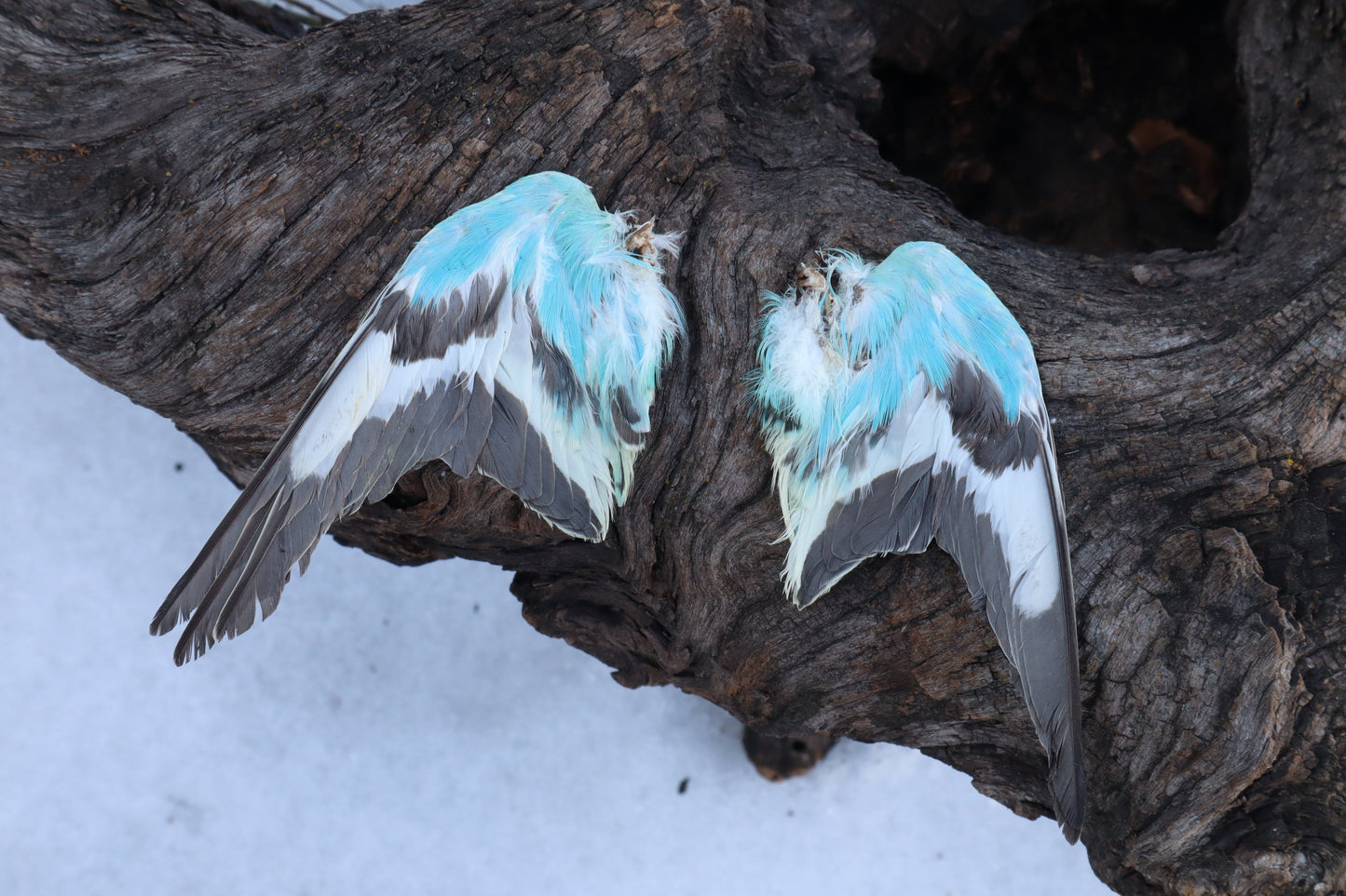 Reserved for Shannon - 4 Pairs of Dry Preserved Parakeet Wings
