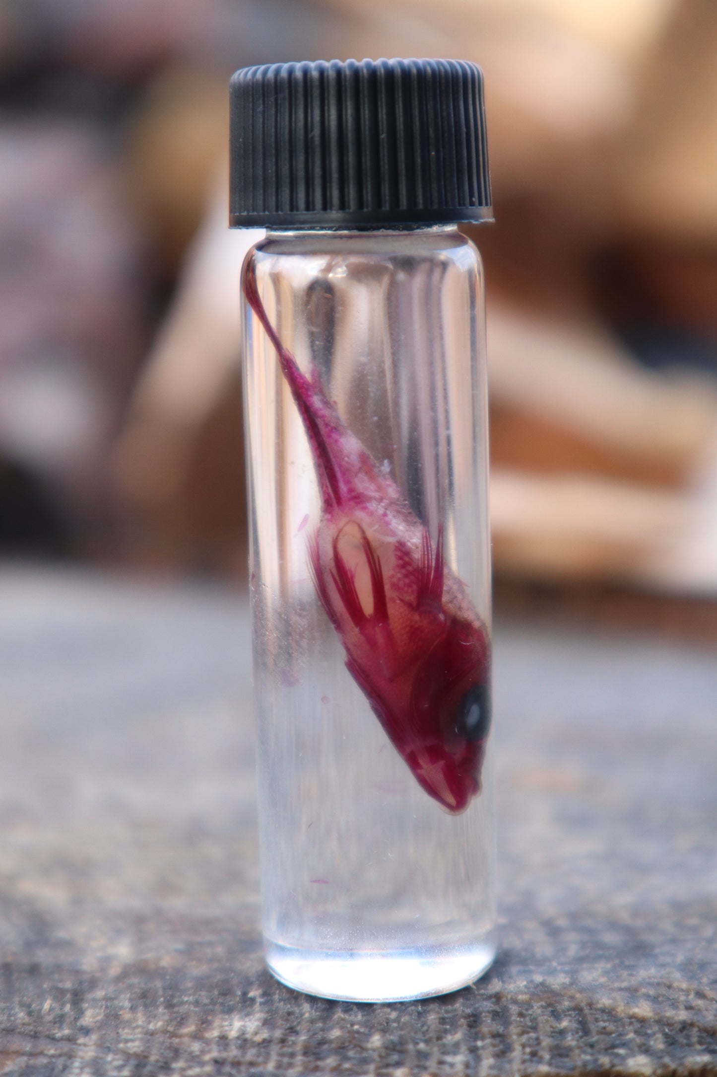 Diaphonized Female Balloon Ram Fish