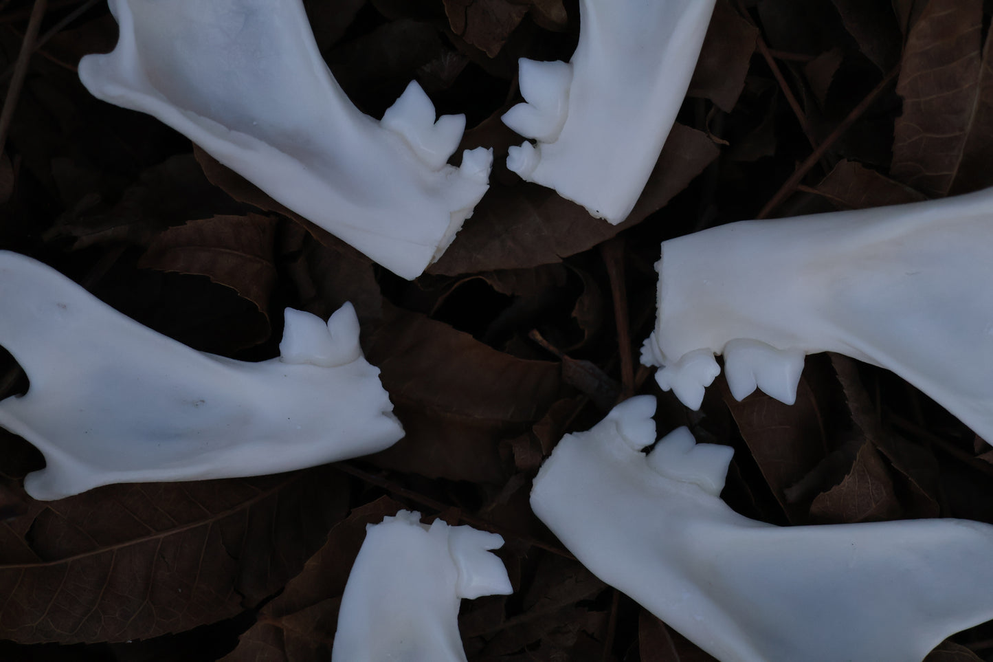 Reserved for Karen - Partial Bobcat Mandible Bone Lot