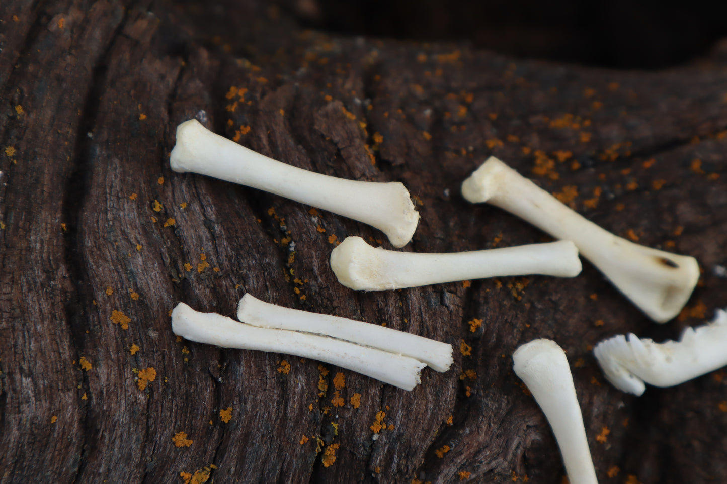 Kitten Bone Lot