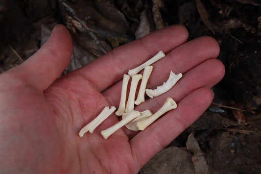 Kitten Bone Lot