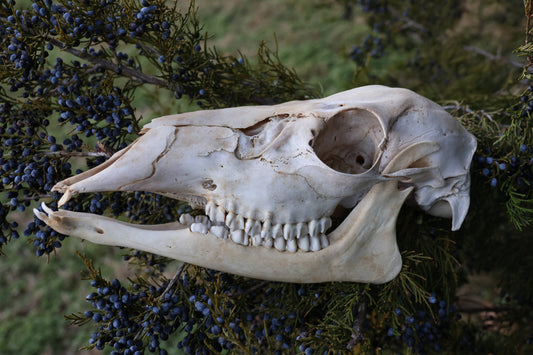 Whitetail Doe Skull