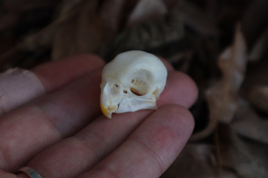 Craft Parakeet Skull
