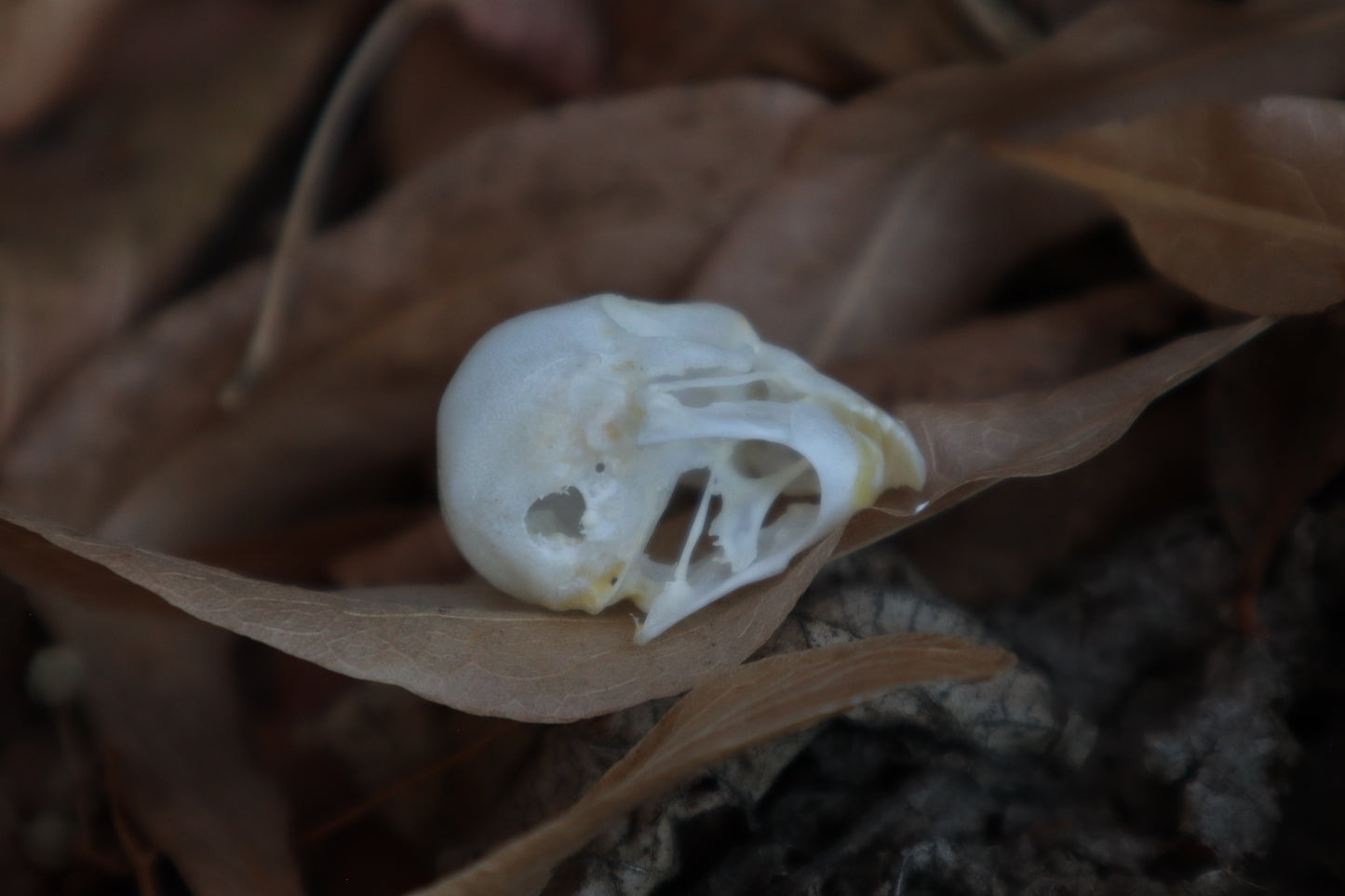 Craft Parakeet Skull